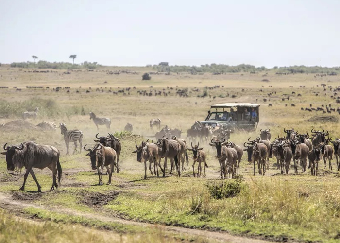 Wildebeest herds on the Masai Mara plains