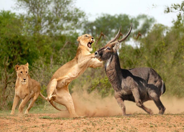 Wildlife in Tsavo West National Park on a two-day safari from Mombasa